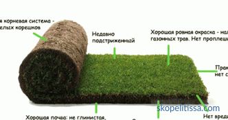 Gyep fű a tekercsben, árak a hengerelt fű, amely gyep fű vásárolni Moszkvában